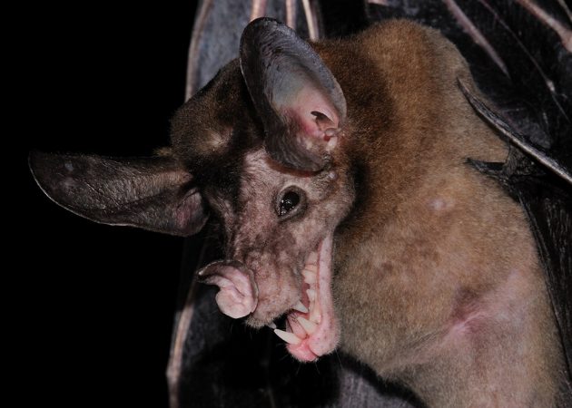 A false vampire bat reveals its fearsome face one Iwokrama evening. Credit: Andrew Snyder