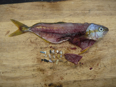 fish dissection