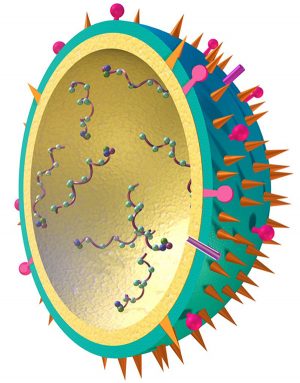 This illustration shows a flu virus as if it were cut in half. The outside is made of protein. The inside contains genetic material. A new study suggests tiny, long-lasting airborne particles that contain this germ cause at least half of all flu cases. Credit: National Institute of Allergy and Infectious Diseases (NIAID)