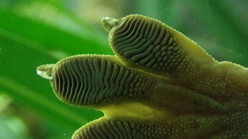 gecko foot