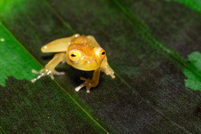 A glass frog perches on a leaf in the Iwokrama rainforest. Credit: Andrew Snyder