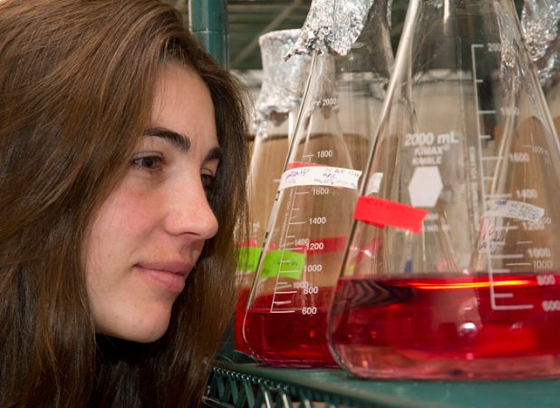 Alyson Santoro, a scientist now at the University of Maryland, growing ammonia-munching microbes in the laboratory. Credit: Tom Kleindinst, Woods Hole Oceanographic Institution