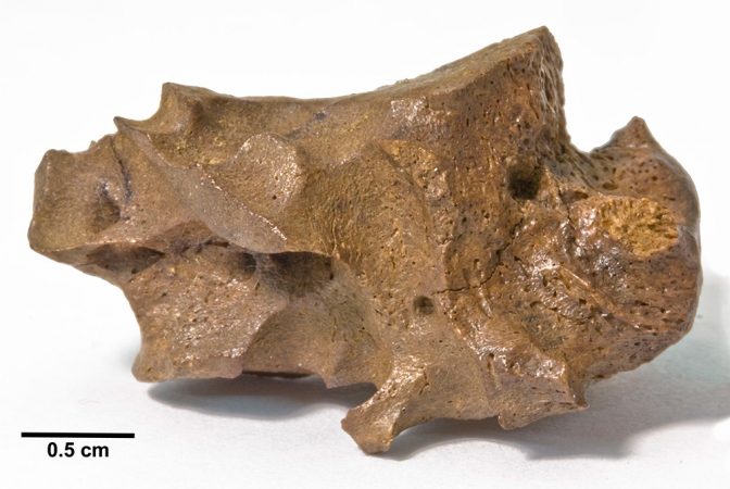 This is a foot bone from a horse that lived more than 30,000 years ago and was trapped and preserved in the La Brea tar pits. The smooth, curved surfaces on the top, front and left sides of the bone are the remains of tunnels burrowed by insect larvae. Credit: Page Museum at the La Brea Tar Pits