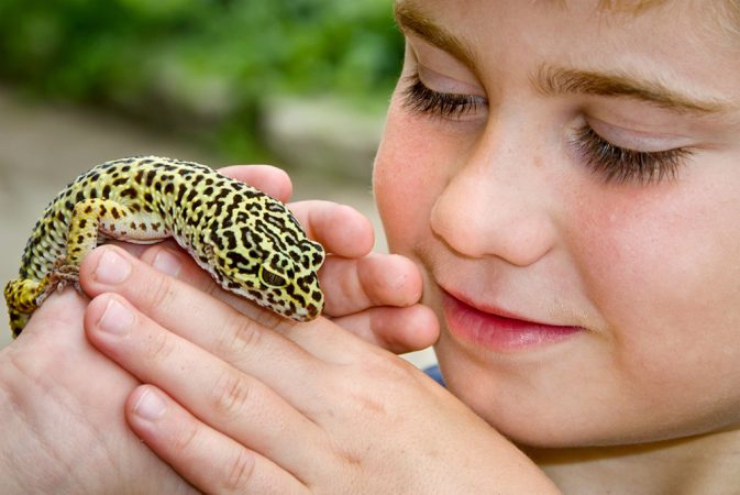 It’s important to make wise choices when selecting pets, like this leopard gecko lizard. Amphibians, reptiles and small rodent pets can harbor bacteria called Salmonella. When children handle such pets and then fail to wash their hands, they risk getting Salmonella poisoning. Credit: iStockphoto