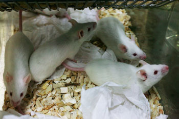 white lab mice