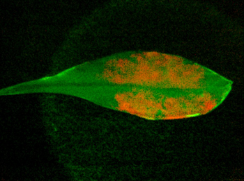 inline3_350_infrared_cyborg_leaf.png