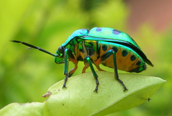 beetle shiny