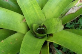 A small well of water has collected in this bromeliad, growing in Costa Rica. Over time, tiny plants and animals will drift in from the air and colonize this water. Credit: Trisha Atwood, UBC