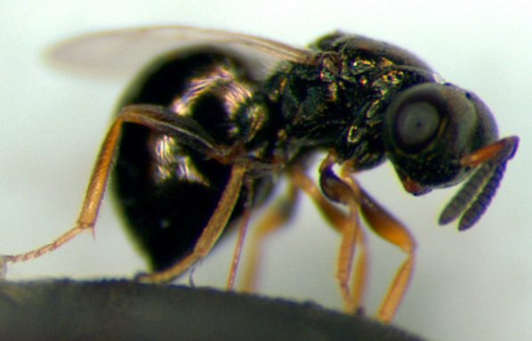 This is a jewel wasp from the species Nasonia vitripennis. New research suggests this species differs from others not only in its genes, but also in the microbes that live in its gut. Credit: M.E. Clark/Wikimedia Commons