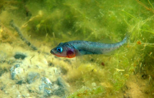 This freshwater stickleback eats the tiny animals in stream water that graze on plants and algae. This predation allows those plants and algae to collect and store carbon, rather than letting it escape into the atmosphere. Credit: Nicole Bedford, UBC