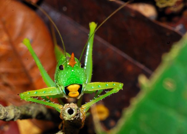 An orange-horn unicorn katydid brings a little festivity to the forest. Credit: Andrew Snyder