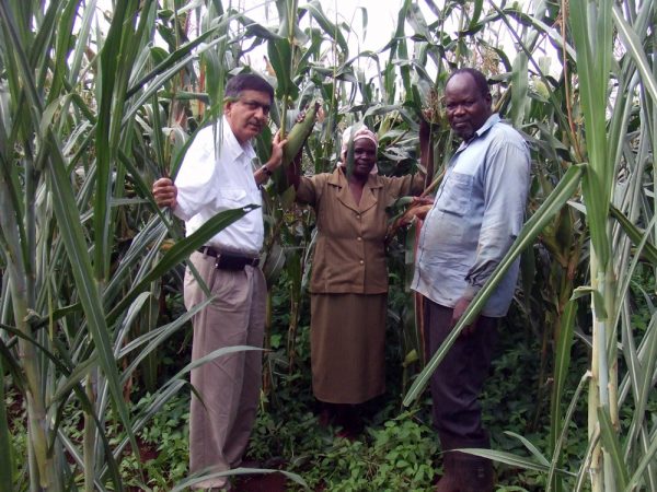 Zeyaur Khan, left, visits a farming couple in western Kenya. The farmers grow corn using the Push-Pull system. It relies on the natural ability of plants to fend off insect pests. Credit: Zeyaur R. Khan