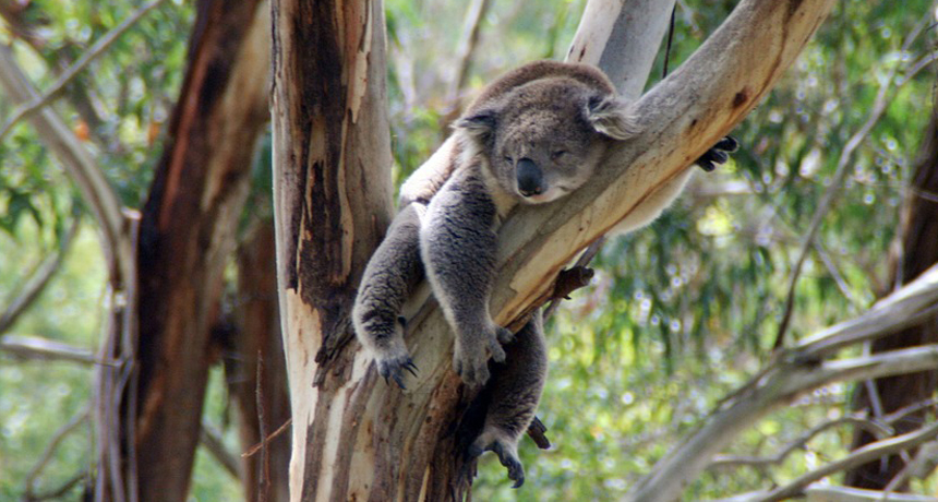 Trees Koala Air Conditioning Science News For Students