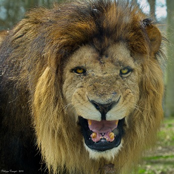 a photo of a lion roaring