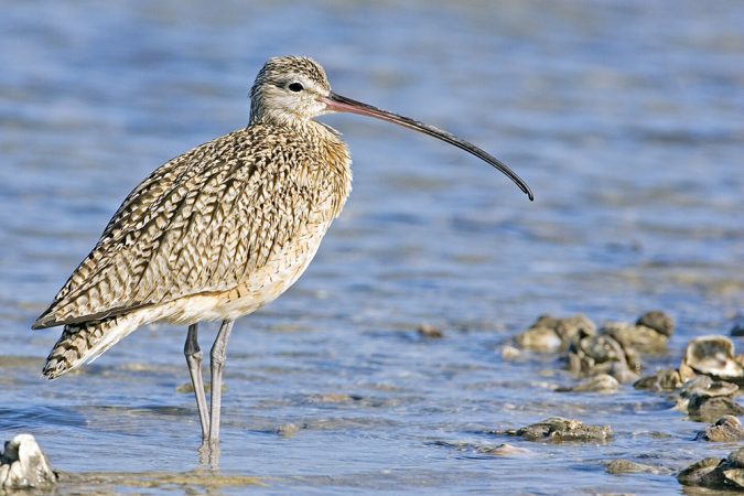 The long-billed curlew, here, is one of the birds found at Padre Island National Seashore. This barrier island sits off of the Texas coast. Managed by the National Park Service, its wilderness not only hosts plenty of birds, but also white-tailed deer, coyotes and nests of the Kemp’s ridley sea turtle. Credit: aturespicsonline via Nat’l Park Serv.