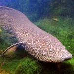 lungfish