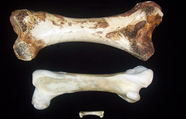 These three femurs (leg bones) come from three different birds. The top bone is from an extinct moa of New Zealand. The middle is from an ostrich, and the bottom femur is from a chicken. All are part of the Royal Ontario Museum collection in Toronto. Scientists there used DNA from a leg bone to determine that flightless birds descended from a bird that could likely fly. Credit: Oliver Haddrath