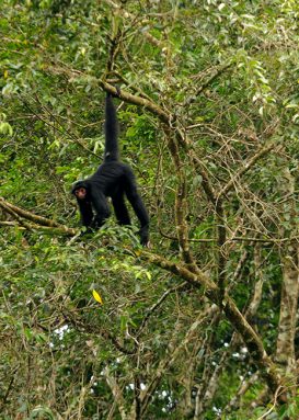 Mammals like this black spider monkey also call the forest home. Credit: Andrew Snyder