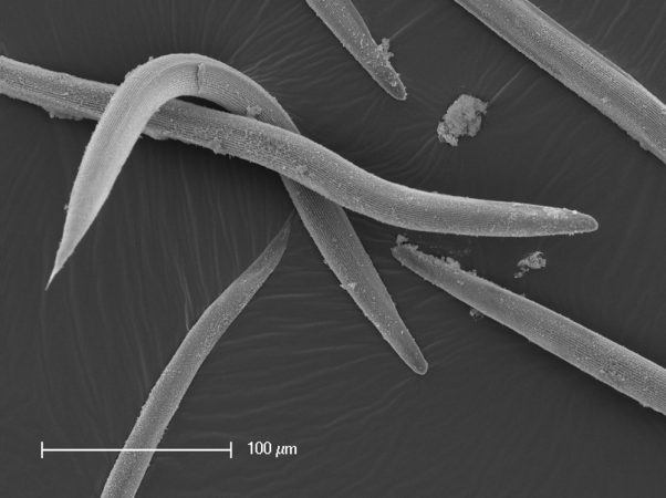 Nematodes such as these infest corn rootworms, helping lessen the damage that pest can do to corn plants. Credit: Ted Turlings