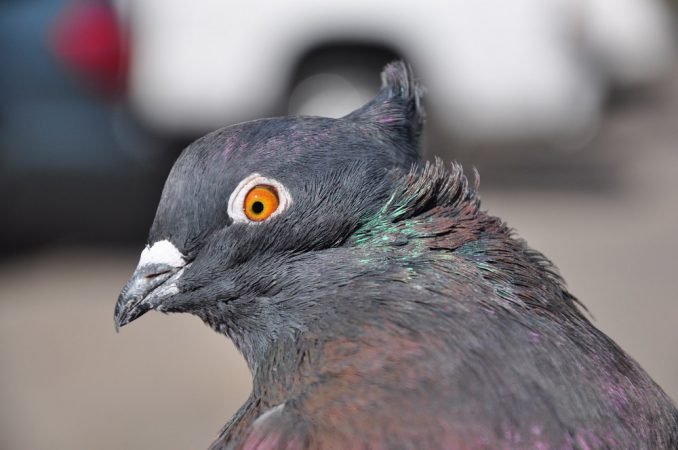 This Indian fantail, one of 350 breeds of rock pigeons, has a tuft of feathers called a peak crest. Scientists recently pinpointed the gene mutation responsible for this feather formation. Credit: Michael Shapiro