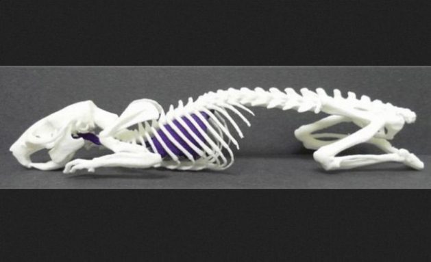 Scientists at the University of Notre Dame in Indiana used a CT scanner to create an image of a living rat’s skeleton. They then printed a replica of that skeleton. Credit: Doney, E., et al.