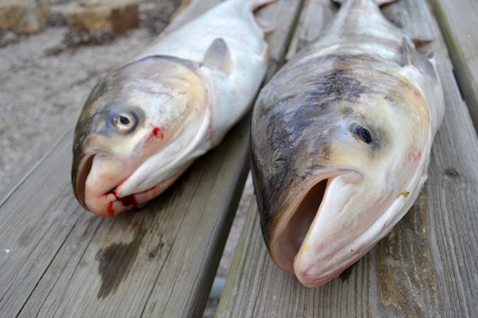 Silver and bighead carp originally come from Asia but have been introduced to many countries, including the United States. Their big appetites threaten native species. Credit: Asian Carp Regional Coordinating Committee