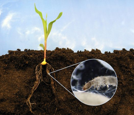 The larva of the western corn rootworm. Some varieties of corn can signal nematodes that eat the rootworm. Other corn varieties cannot. Credit: Ted Turlings
