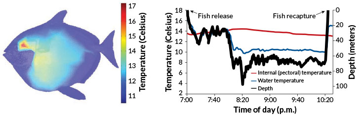 Are all fish cold-blooded?