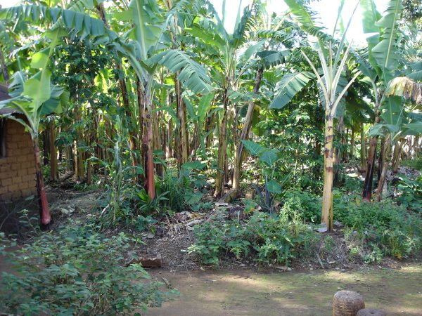 banana farm