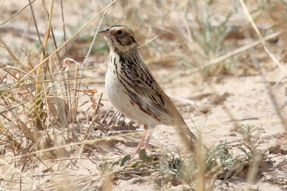Baird's sparrow