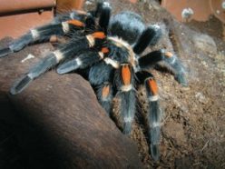 This is Fluffy, a Mexican flame-kneed tarantula. Scientists suspect spiders like Fluffy can shoot silk from their feet.