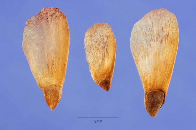 When temperatures rise, white spruce dedicate more energy to producing seeds, like these shown here. The shape of spruce seeds allows them to be carried long distances by the wind. That movement helps the trees colonize the tundra and push the tree line farther north. Credit: Steve Hurst at USDA-NRCS PLANTS Database