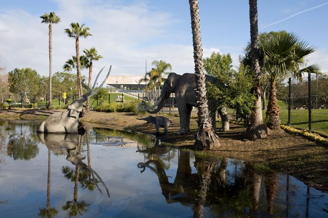 The La Brea tar pits were once located several miles from downtown Los Angeles, but the city has grown. Now the tar pits (one shown here with a model of a mammoth family) are part of a park in the city. Credit: Page Museum at the La Brea Tar Pits