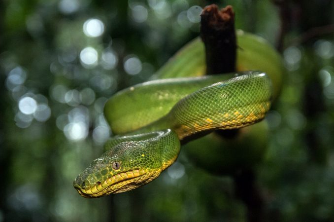 Emerald tree boas are just one of many reptiles found in the Iwokrama Forest. Credit: Andrew Snyder
