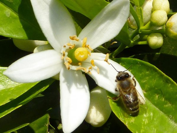 The caffeine in some flower nectar gives bees a memory boost, a new study shows. Credit: Image courtesy of Geraldine Wright