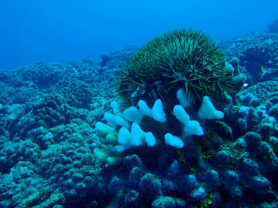 crown-of-thorn starfish