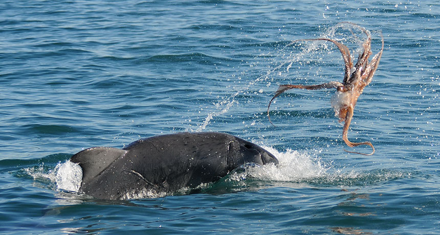 Toss and slap — how dolphins disarm a dangerous meal ...