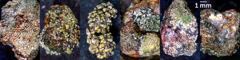 grit crust lichens