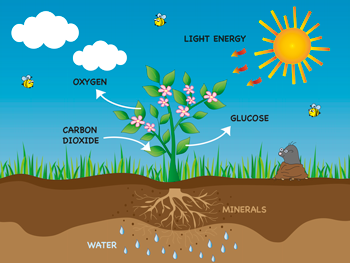 ¿Cómo cambiaría la atmósfera terrestre si las plantas dejaran de realizar la fotosíntesis?