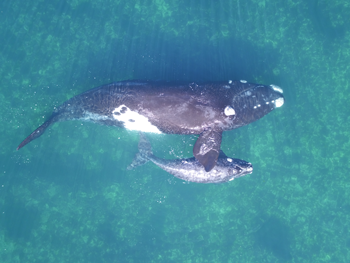 350_whale-calf.png