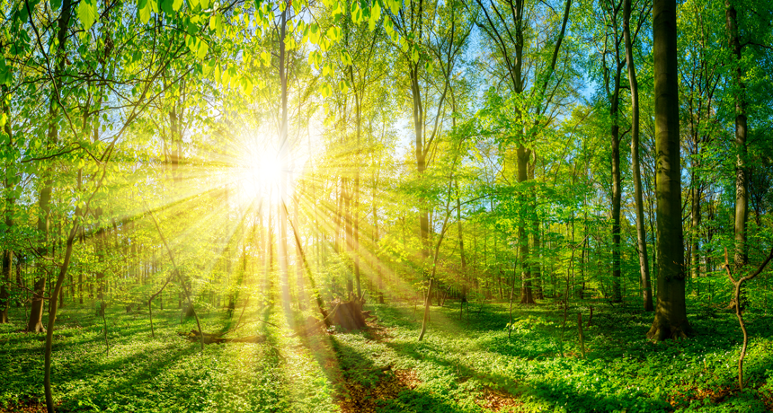 Scientists Look To Hack Photosynthesis For A Greener Planet