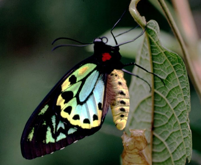 Richmond birdwing butterfly