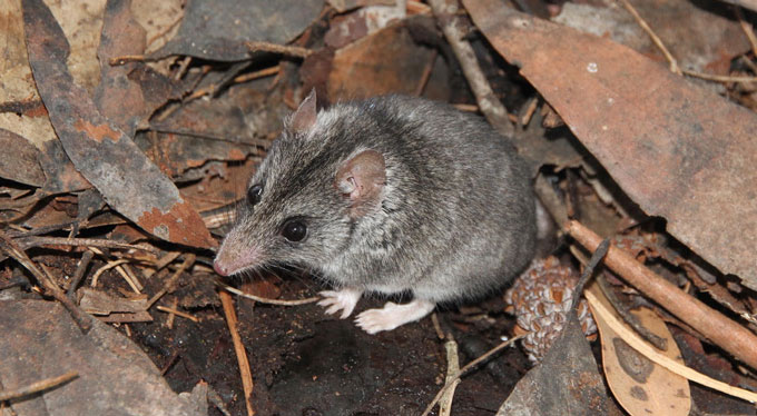 Kangaroo Island dunnart