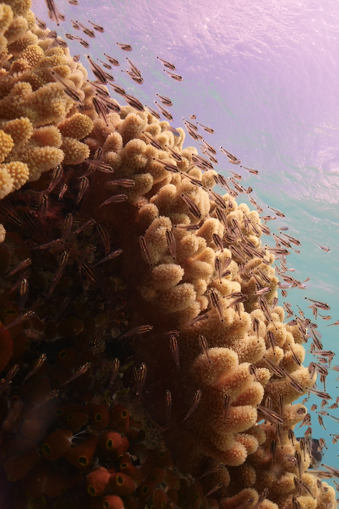 juvenile cardinalfish