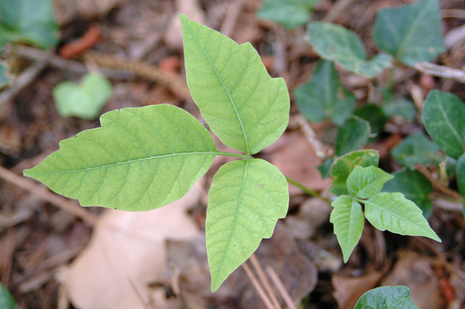 poison ivy