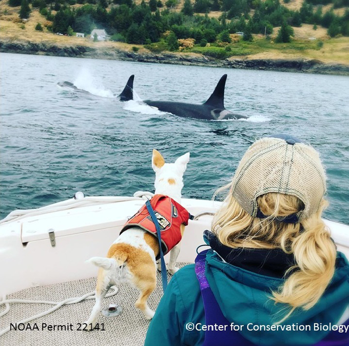 dog on a boat