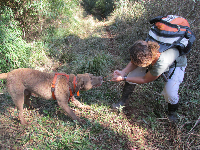 dog playing with trainer