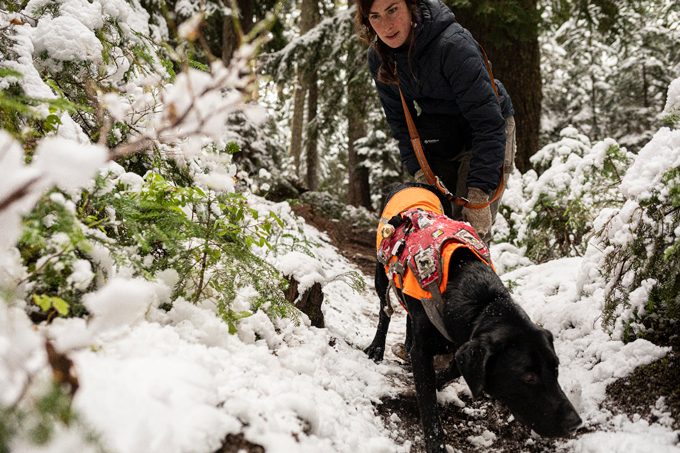 dog tracking in woods