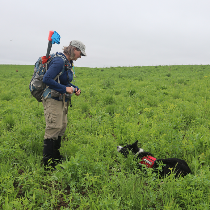 dog in field