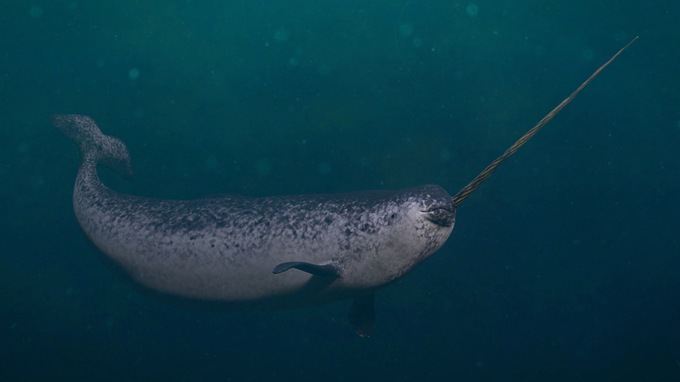 narwhal